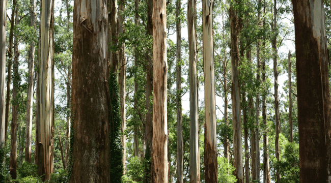 eucalyptus bush