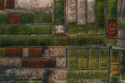Aerial image of seaweed plantations
